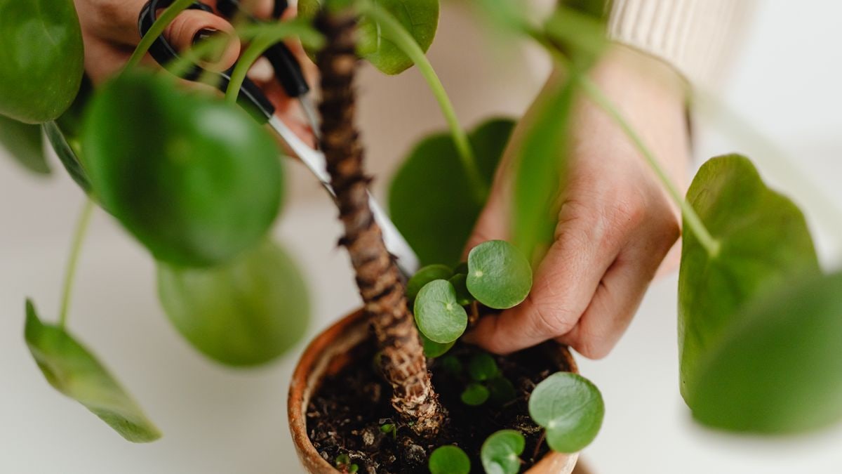 Hands carefully pruning a vibrant Pilea plant in a clay pot indoors.
